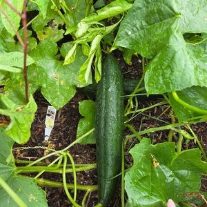 Loofah Gourd Seeds Packet